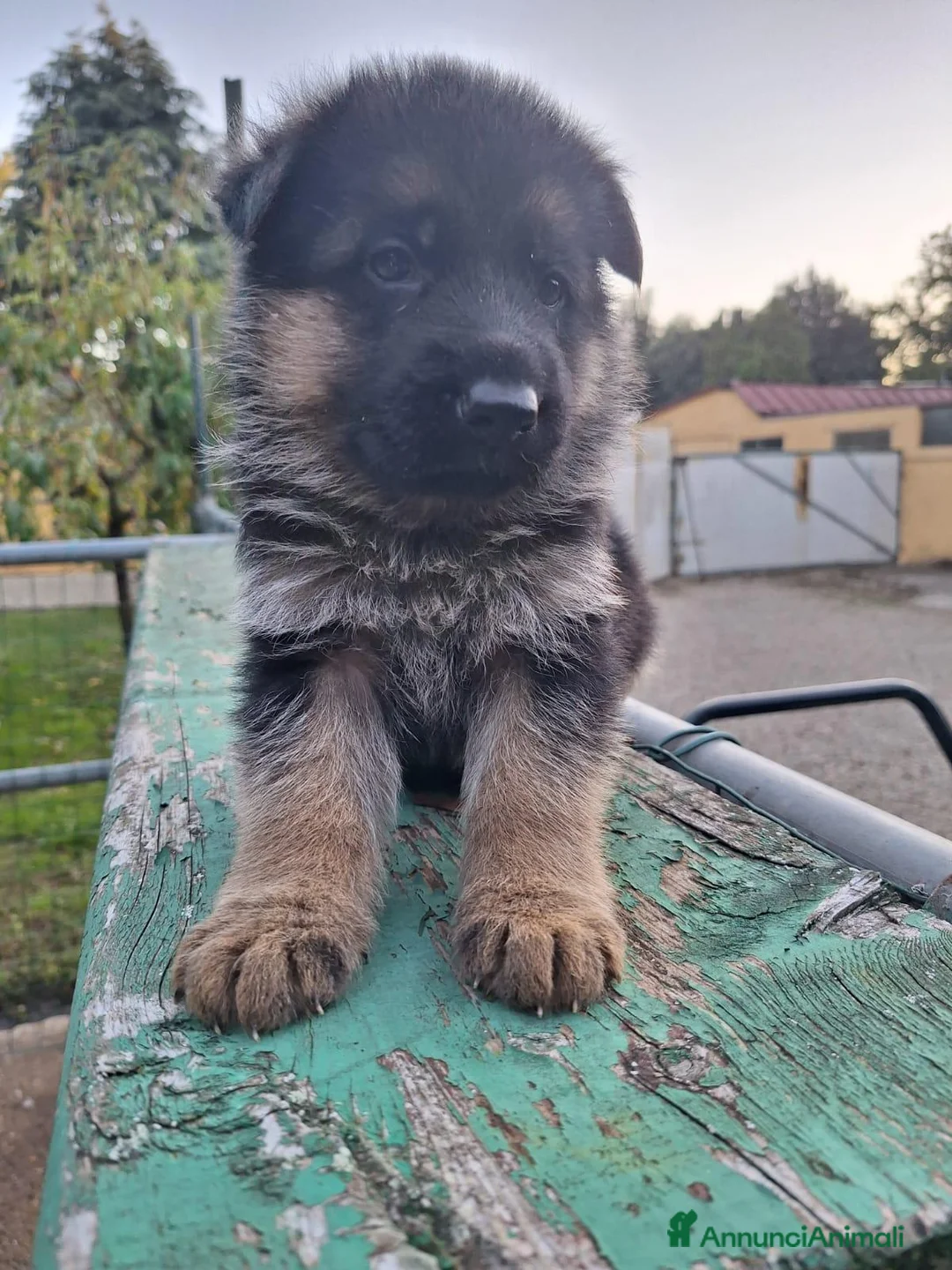 Pastore Tedesco cani in vendita: Cuccioli pastore tedesco a Provincia di Arezzo - Annuncio 2