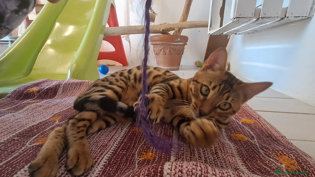 Bengala gatti in vendita: Bengala cuccioli - Annuncio 2