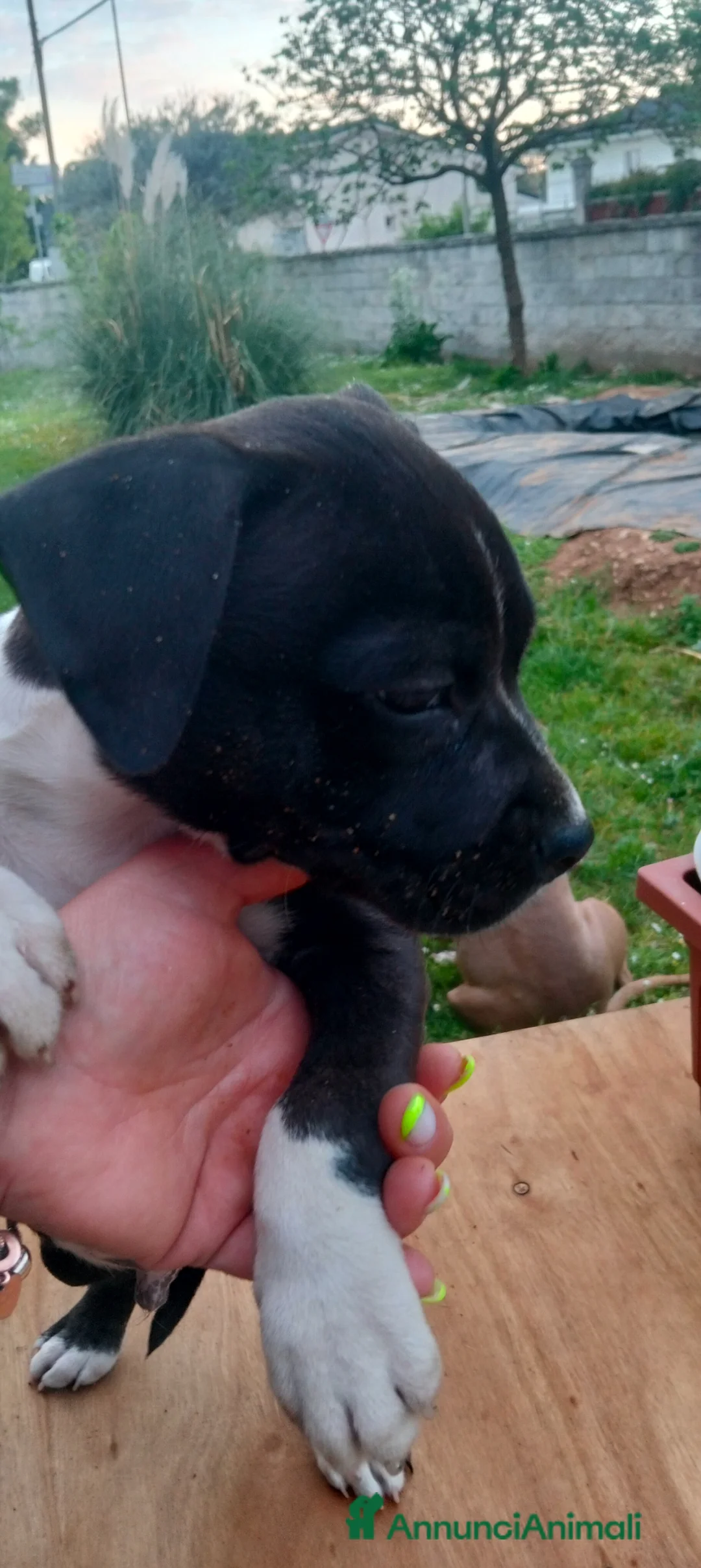American Staffordshire cani in vendita: Amstaff blu - Annuncio 2