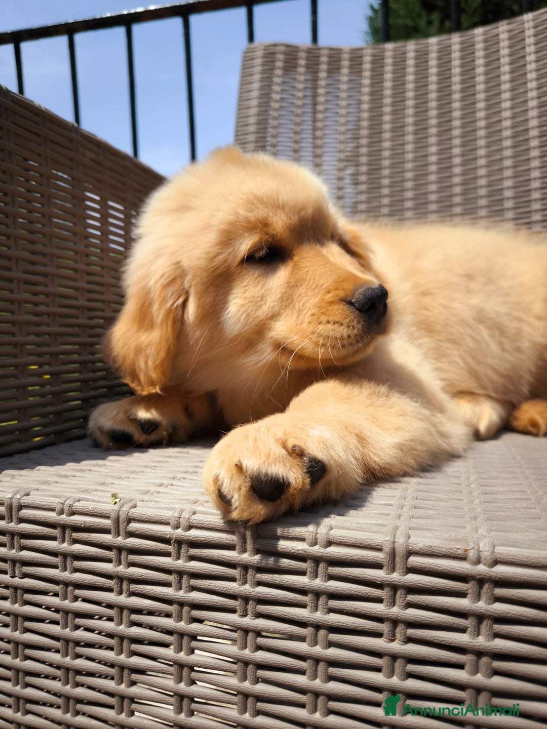 Golden Retriever cani in vendita: Cucciolo golden retriever  a Valle d'Aosta - Immagine 1