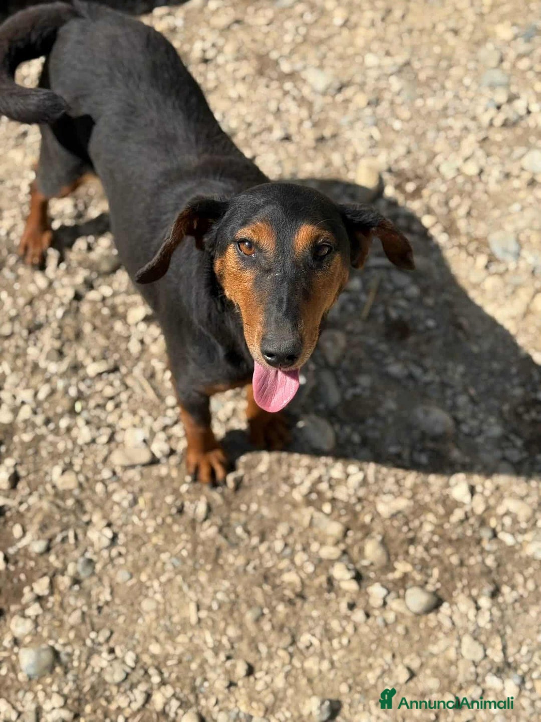 Meticcio cani in regalo: FREJA, la terrier più SIMPATICA del rifugio! - Annuncio 4