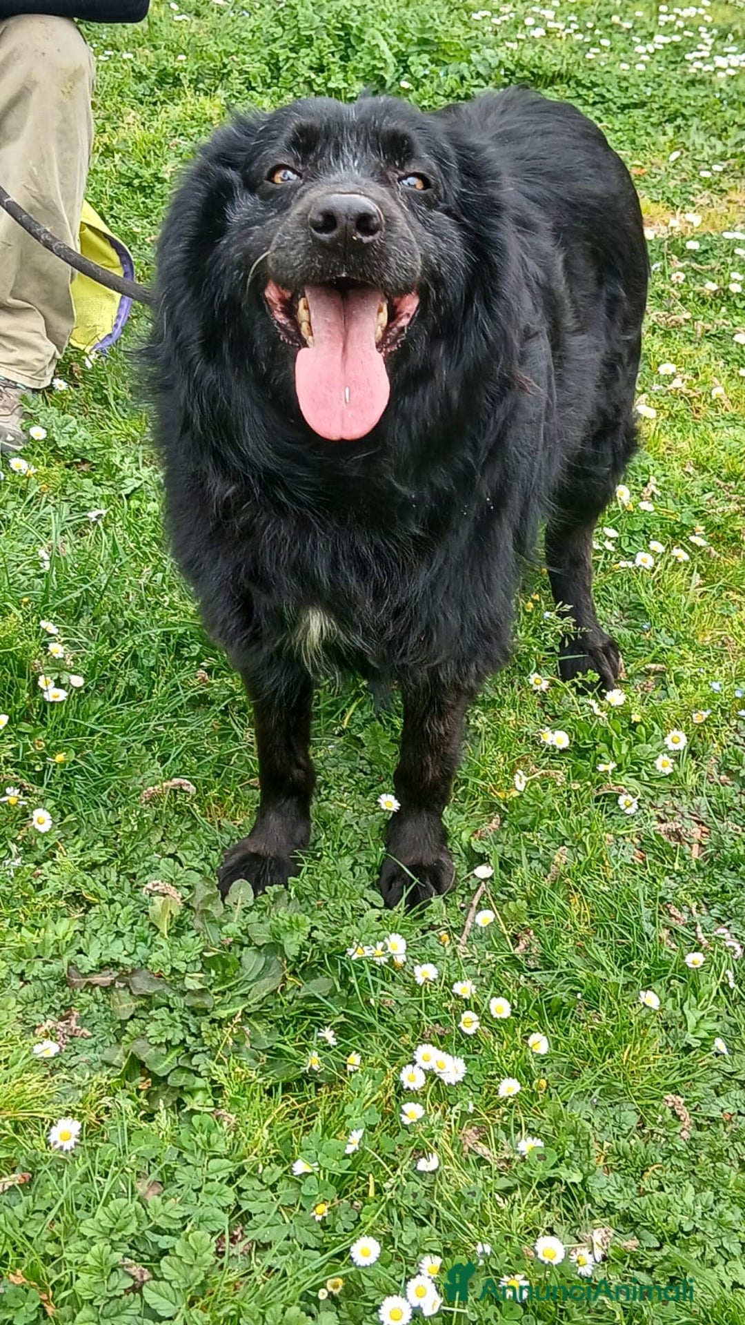 Meticcio cani in regalo: NERONE TRADITO DA CHI PIU' AMAVA - Annuncio 4