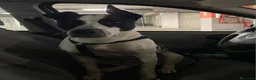 Meticcio cani in regalo:  2anni mix molossina il 27/6 torna al sud.TREVISO - Annuncio 11