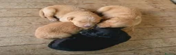Meticcio cani in vendita: CUCCIOLI COCKER/BRETON a Provincia di Bergamo - Annuncio 3