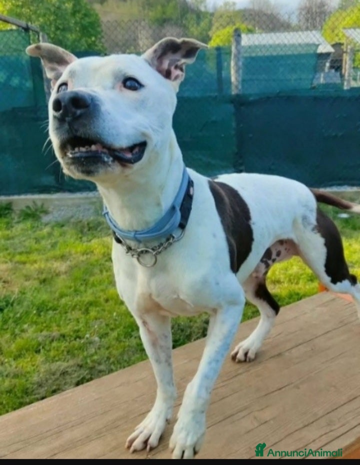 Pitbull cani Pitbullino anziano 12anni deve morire in box?GENOV - Annuncio 2