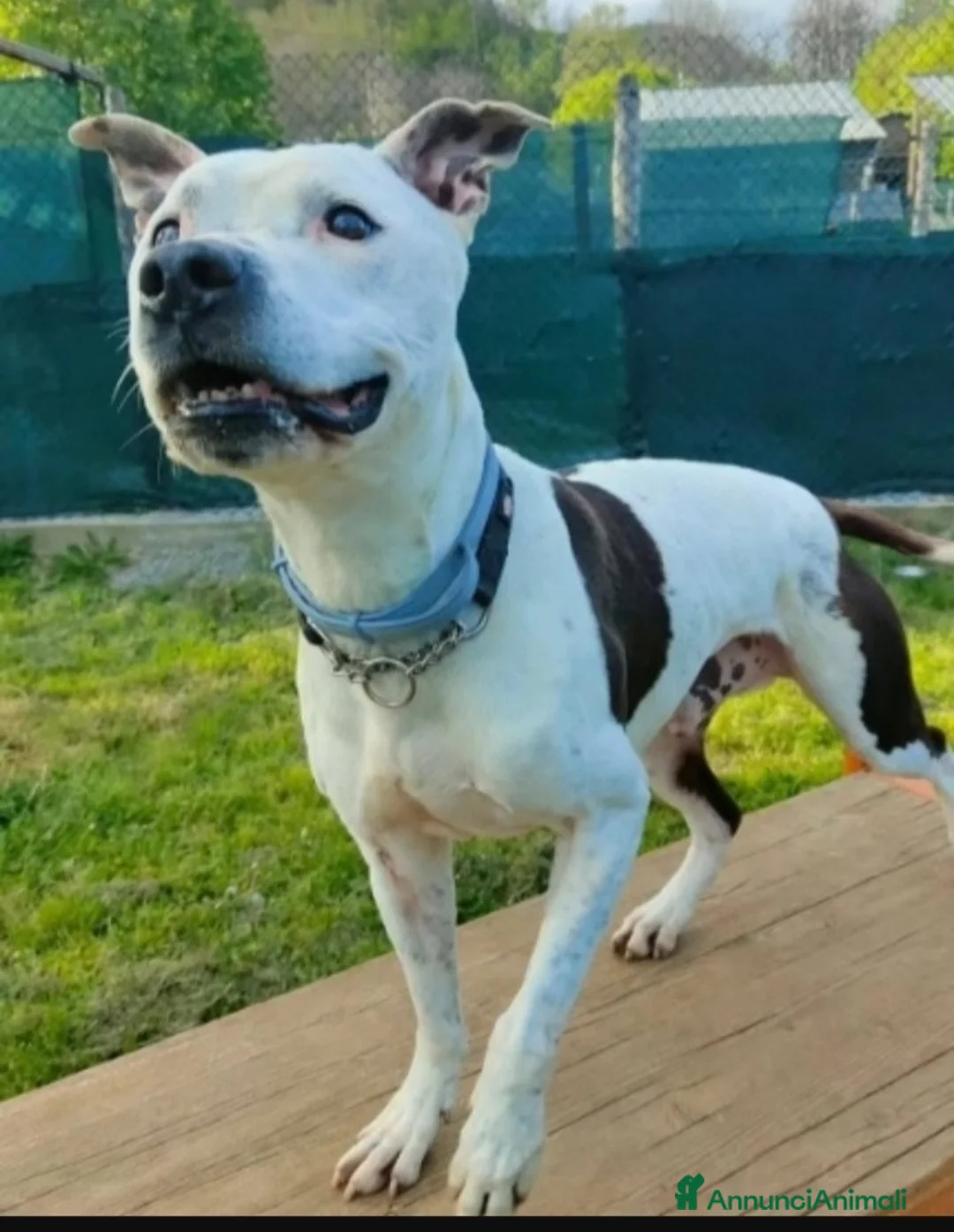 Pitbull cani in regalo: Pitbullino anziano 12anni deve morire in box?GENOV - Annuncio 2