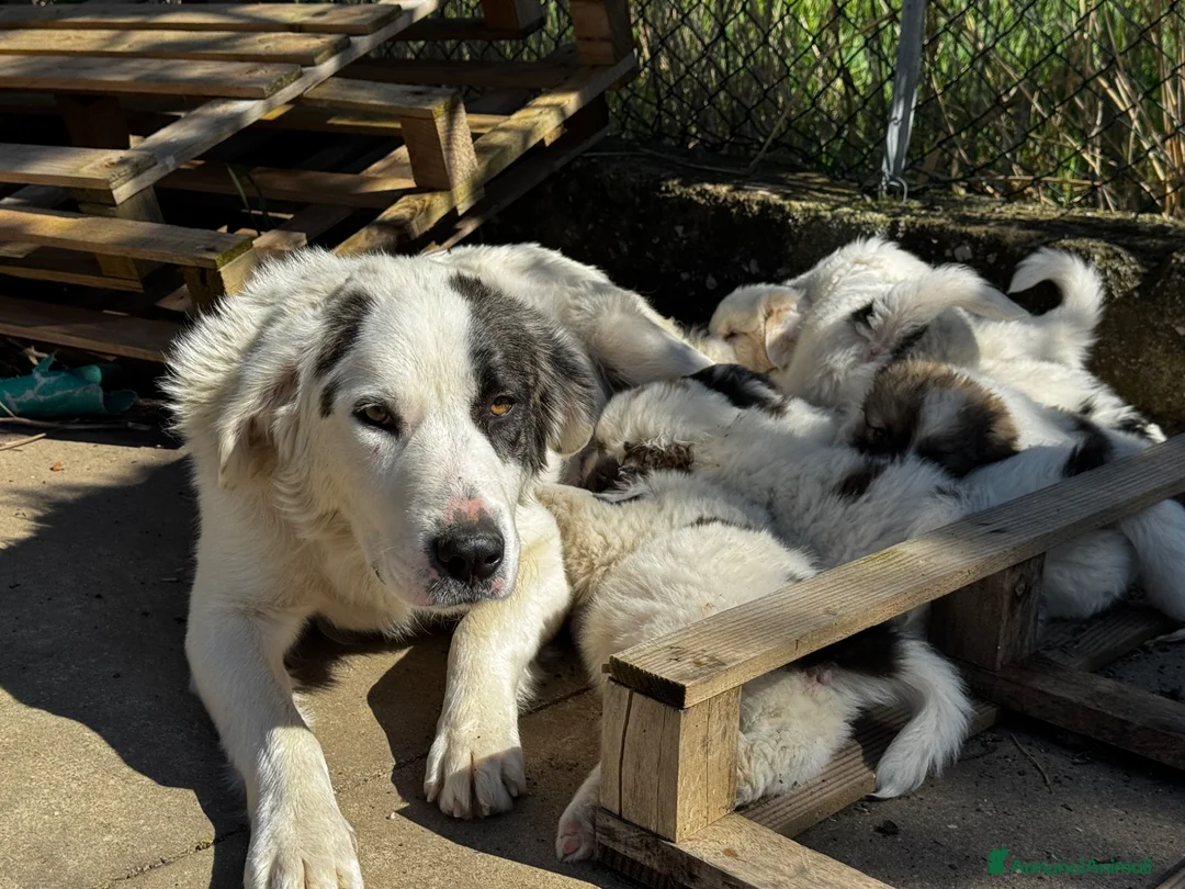 Meticcio cani in regalo: Meravigliosa cucciola socievole taglia gigante a Città Metropolitana di Genova - Annuncio 3
