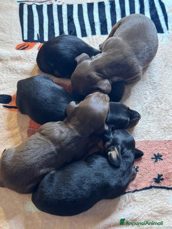 Bassotto cani - Annuncio 6