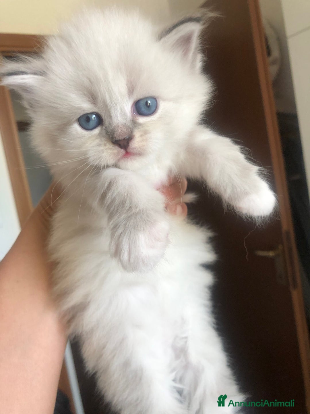 Siberiano gatti in vendita: Cuccioli di Gatto Siberiano Ipoallergenico a Provincia di Varese - Immagine 6