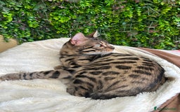 Bengala gatti in vendita: Gattina bengala colorazione WILD a Rome - Immagine 7