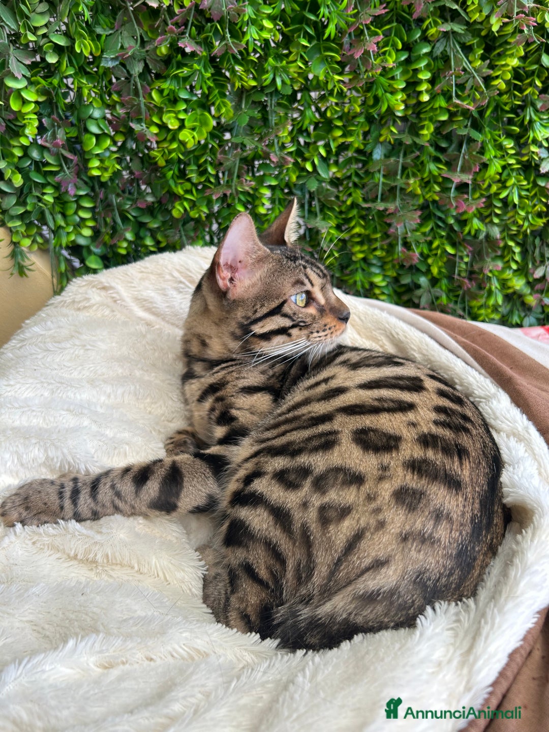 Bengala gatti in vendita: Gattina bengala colorazione WILD a Rome - Immagine 7