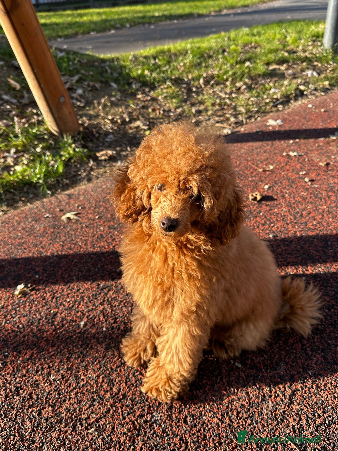 Barboncino cani per accoppiamento: Accoppiamento barboncina - Annuncio 2