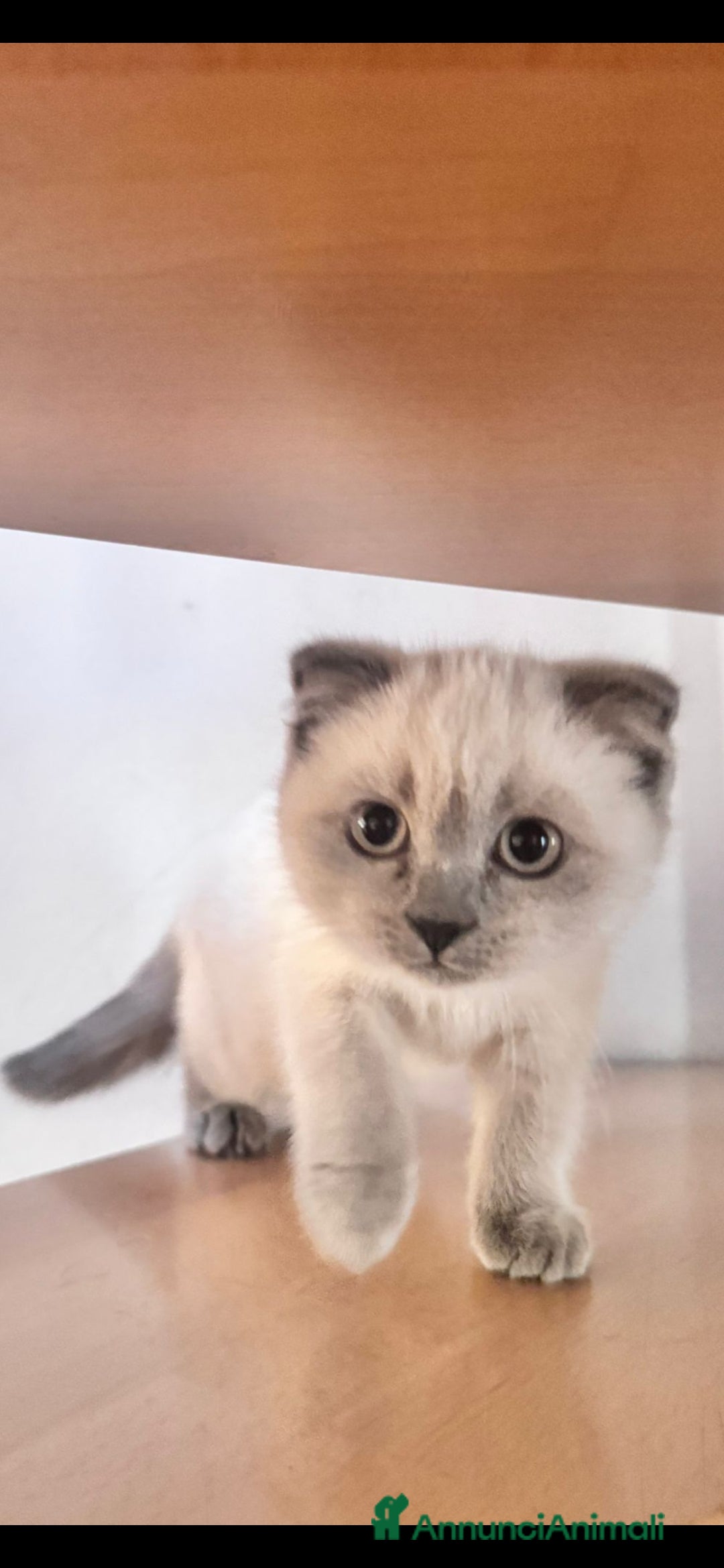 Scottish gatti per accoppiamento: Margherita cerca fidanzato - Annuncio 5