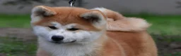 Akita Inu cani in vendita: Cucciolo Akita inu (Top Selection) a Città metropolitana di Roma Capitale - Annuncio 29