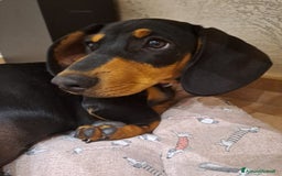 Bassotto cani in vendita: Adorabili cuccioli di bassotto  - Immagine 4