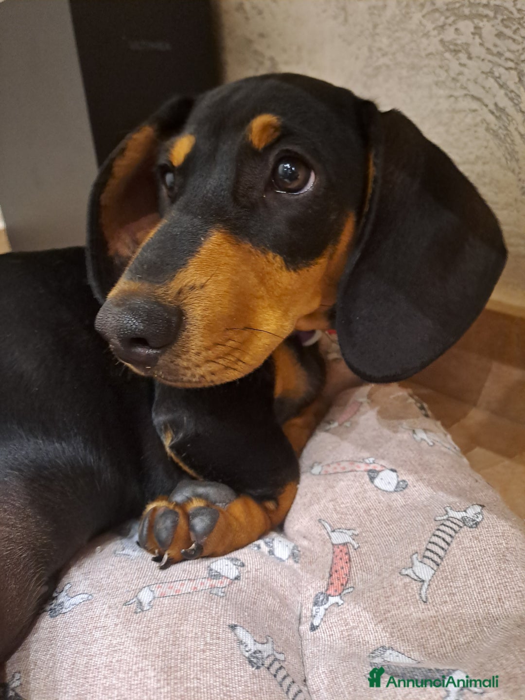 Bassotto cani in vendita: Adorabili cuccioli di bassotto  - Immagine 4