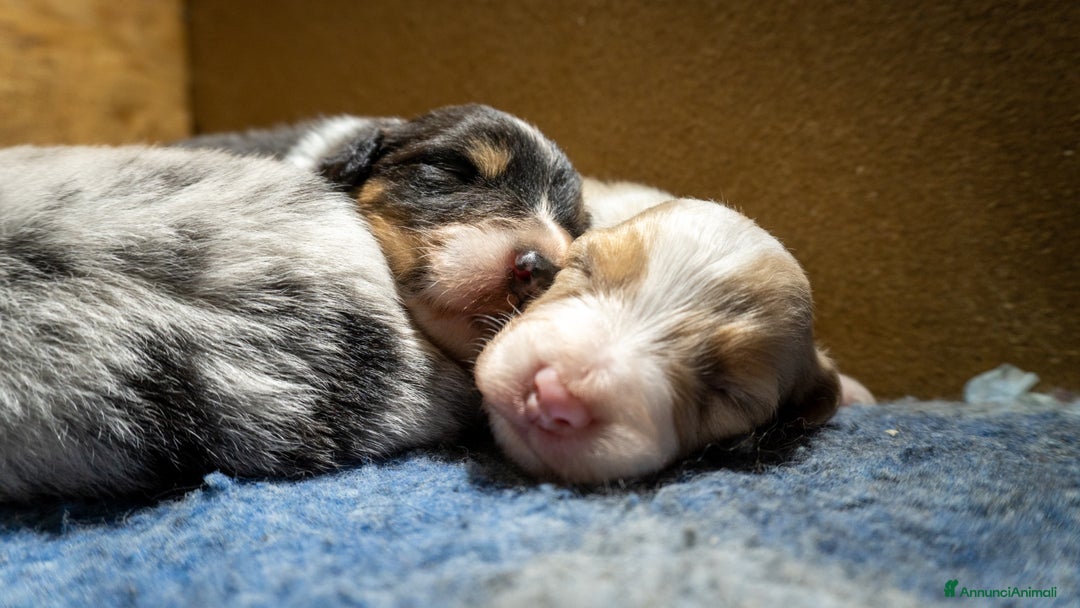 Australian Shepherd cani in vendita: Australian Shepherd  - Annuncio 27