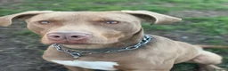 Pitbull cani in regalo: Splendido pitbull Red Nose - ZORO - Annuncio 6