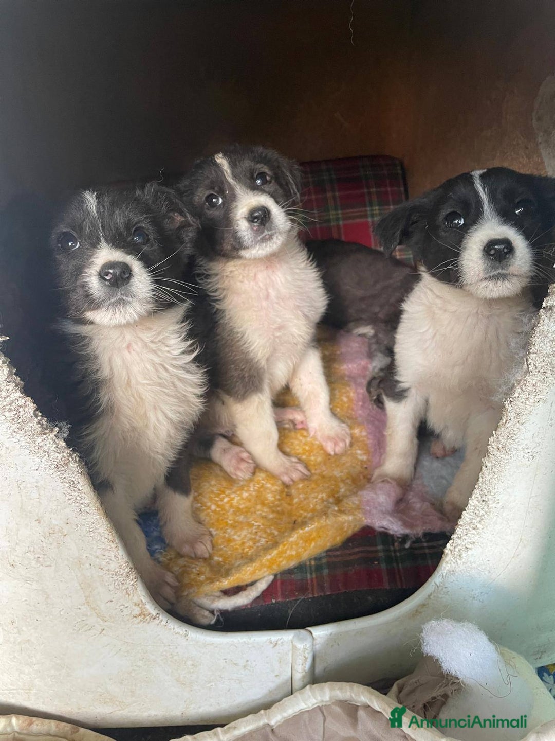 Meticcio cani in regalo: 4 cucciolotti meravigliosi cercano casa - Annuncio 21