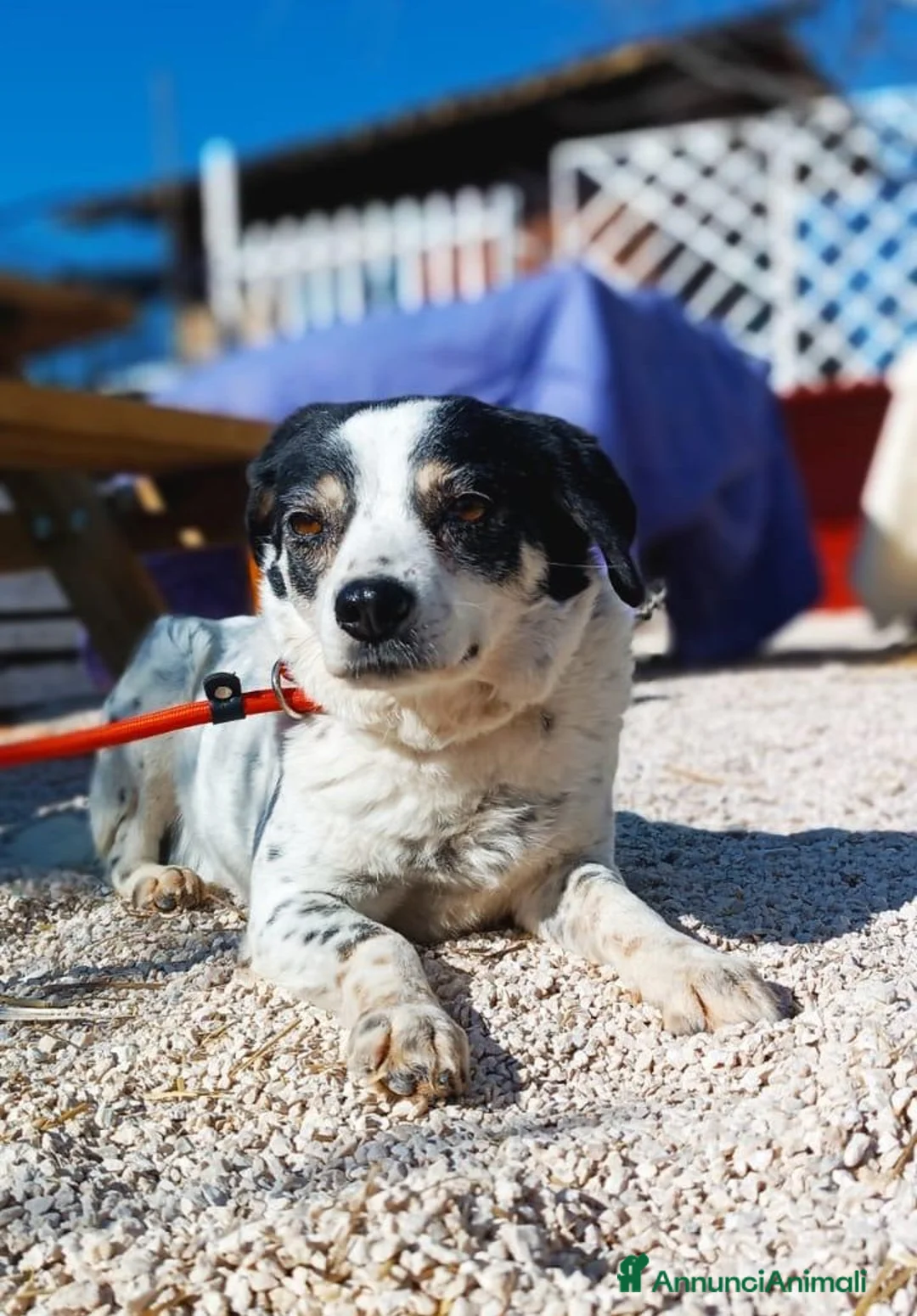 Meticcio cani in regalo: Cagnolina taglia piccola - Annuncio 4