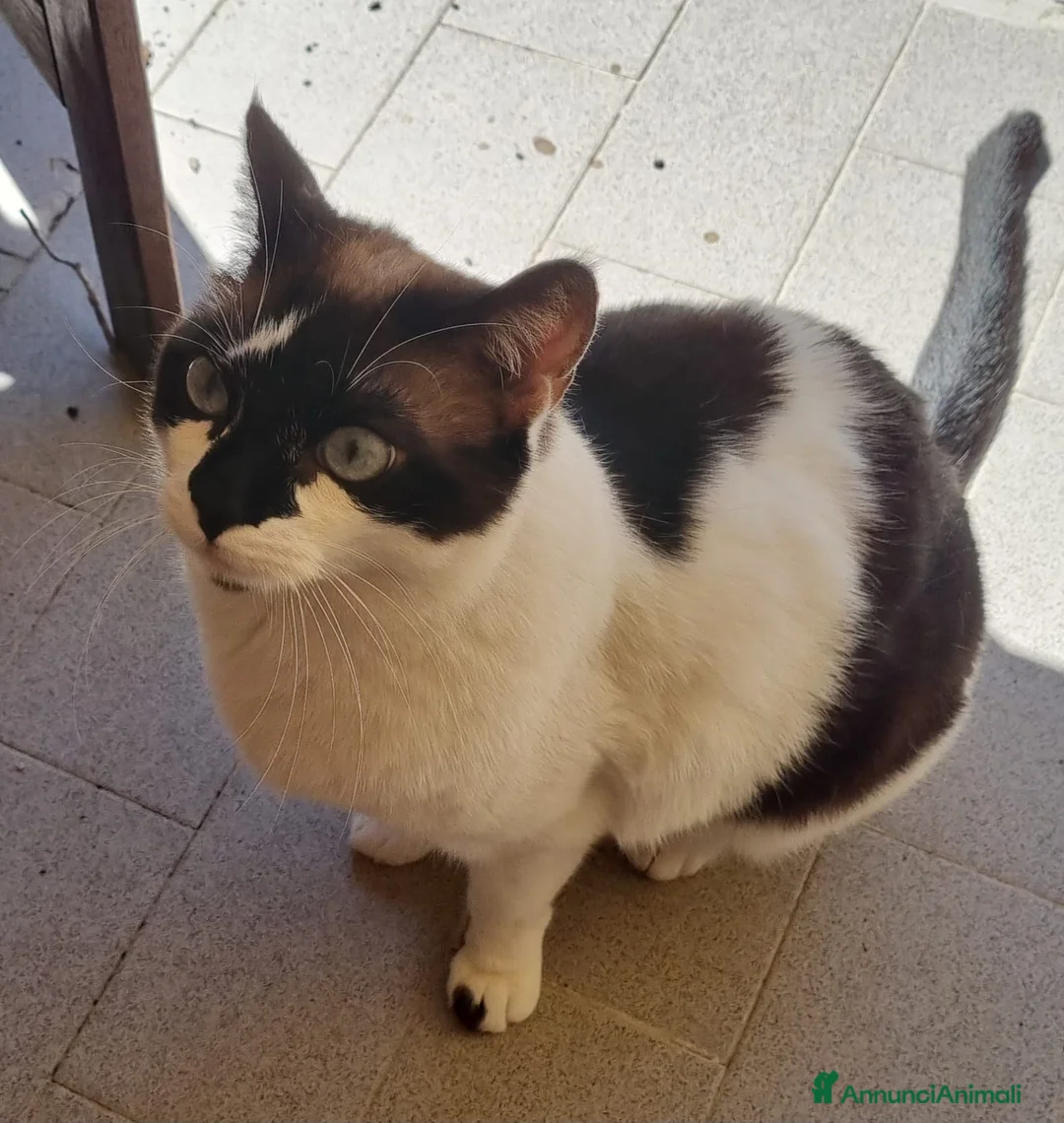 Meticcio gatti in regalo: Due sorelline cercano casa - Annuncio 1