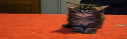 Maine Coon gatti in vendita: Vendo cuccio Maine Coon senza pedigree - Annuncio 15