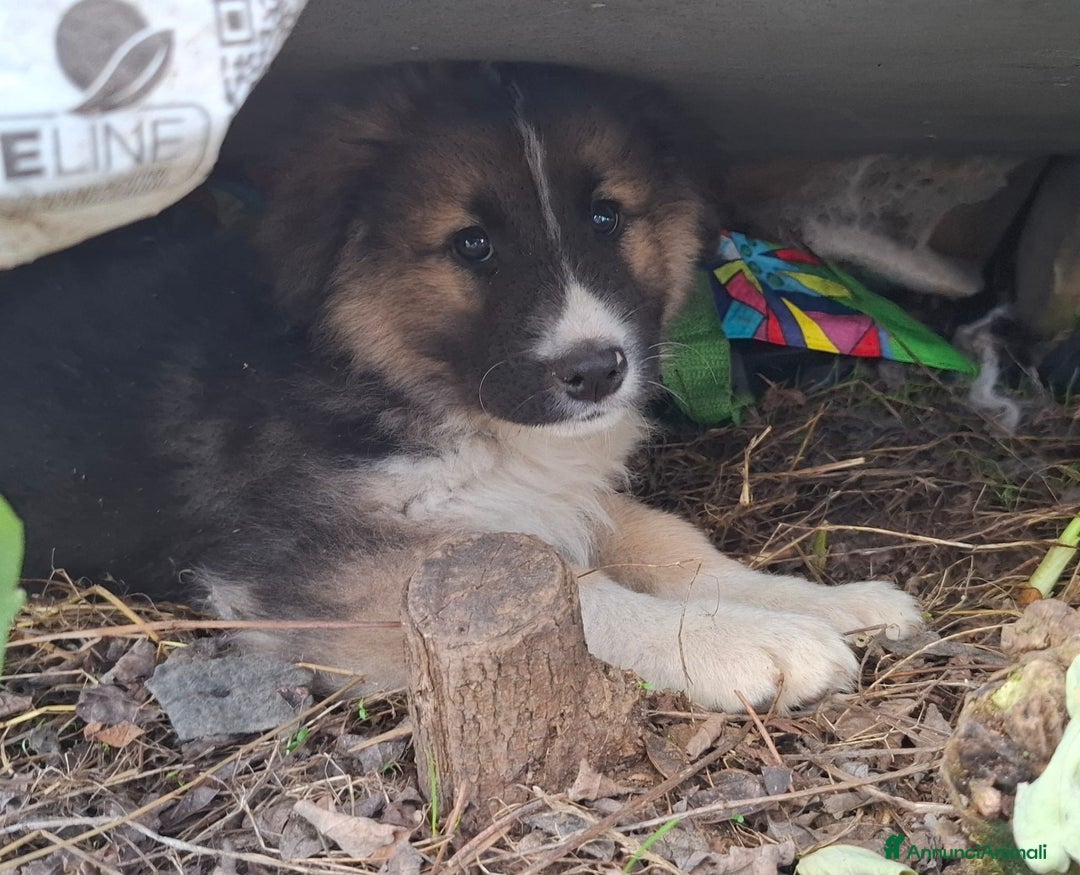 Meticcio cani in regalo: Prince cucciolo simil pastore australiano - Annuncio 2