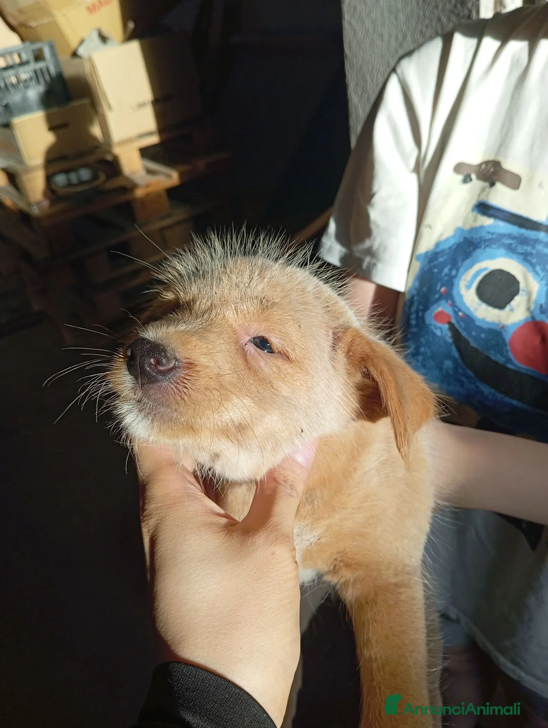 Meticcio cani in vendita: Cuccioli in adozione – Goito (MN) a Provincia di Mantova - Annuncio 2