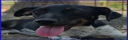 Meticcio cani in regalo: INCOLLA TENERA CUCCIOLOTTA CERCA UNA MAMMINA TUTTA - Annuncio 3