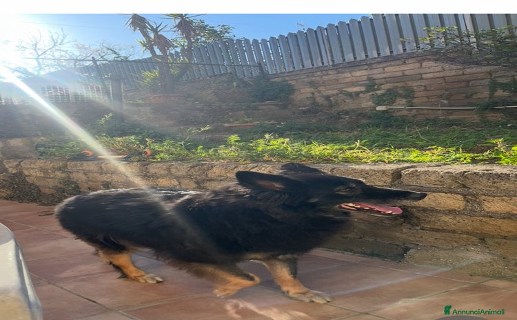 Pastore Belga cani a Città metropolitana di Roma Capitale - Annuncio 2