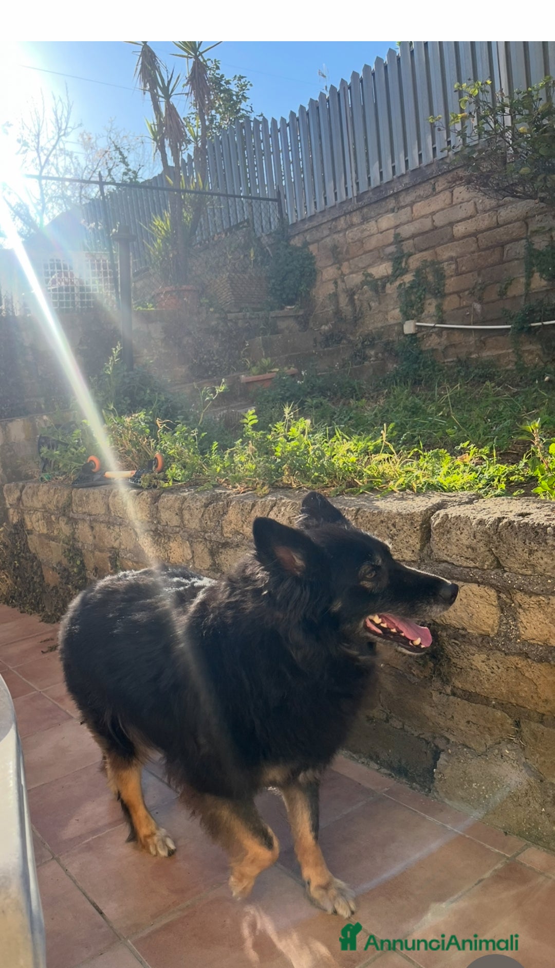 Pastore Belga cani in regalo: Pastore belga/tedesco  a Città metropolitana di Roma Capitale - Immagine 1