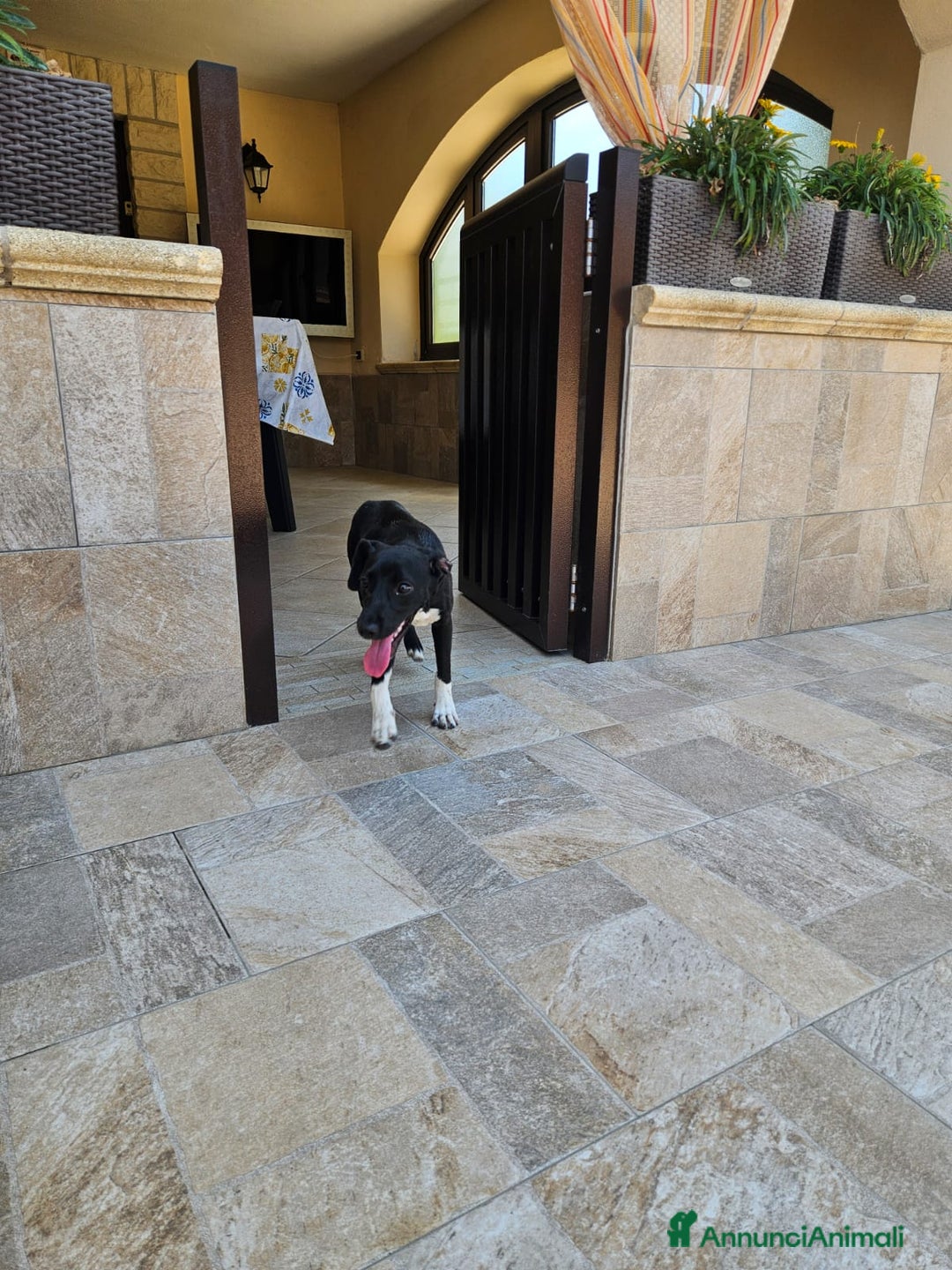 Meticcio cani in regalo: Beatrice: cucciolotta taglia contenuta socievole  a Città Metropolitana di Genova - Immagine 12