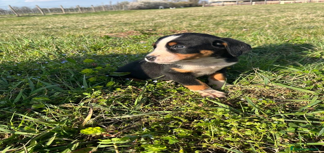 Immagine della galleria {{count}}