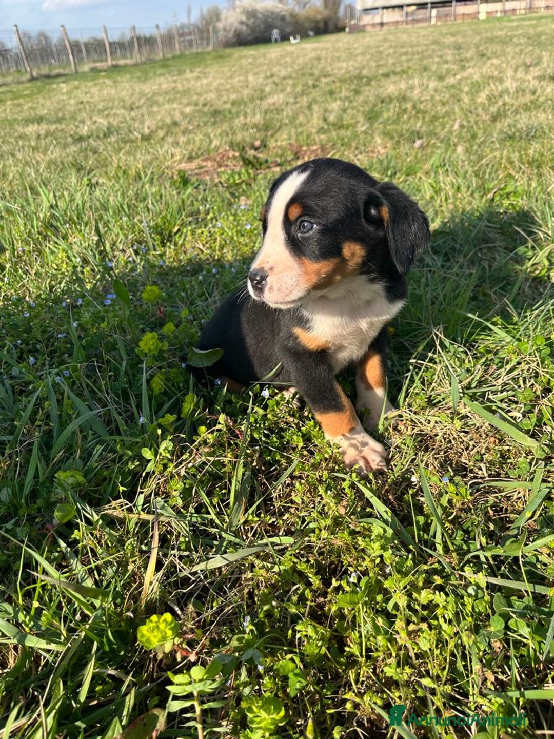 Immagine della galleria {{count}}