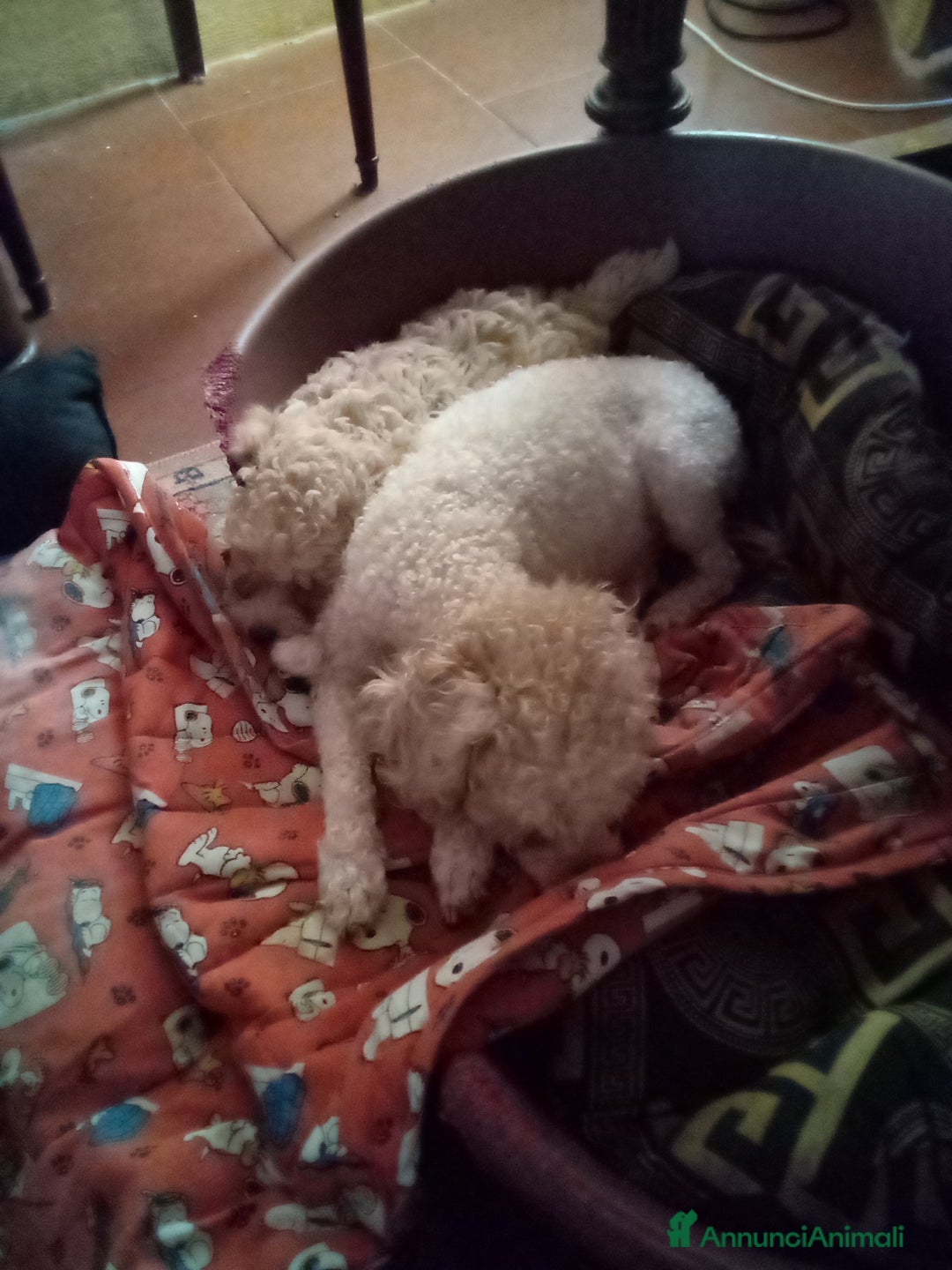 Barboncino Toy cani in vendita: Vendesi cuccioli di Barboncino Toy  - Annuncio 10