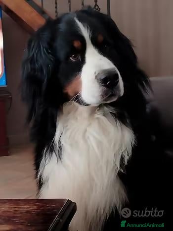 Bovaro del Bernese cani CIAO SONO ARON - Annuncio 1
