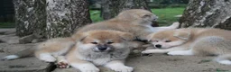 Akita Inu cani in vendita: Cuccioli di AKITA LOMBARDIA - Annuncio 5
