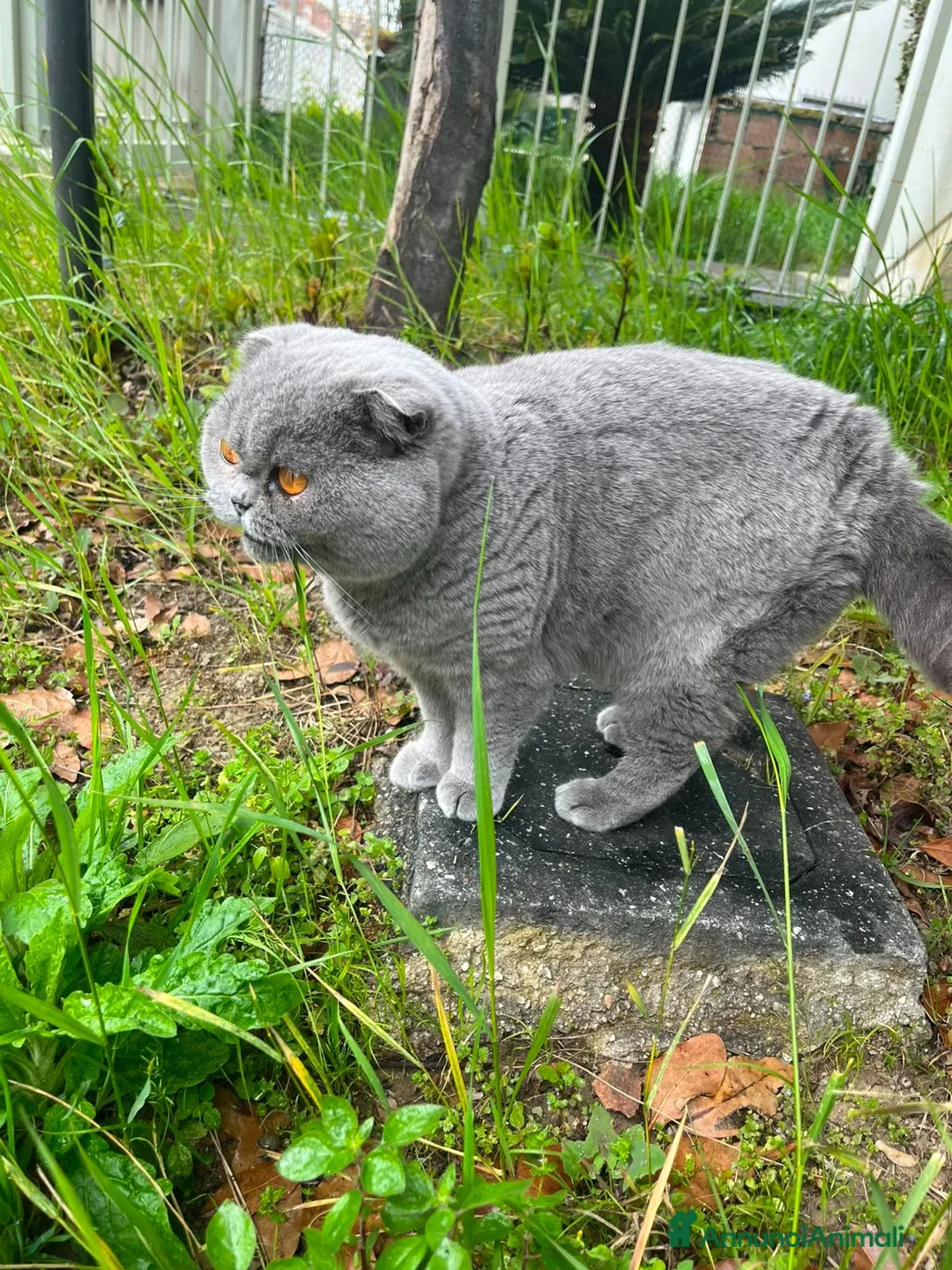 Scottish gatti in vendita: Splendido Scottish Fold cerca una nuova famiglia a Provincia di Rimini - Annuncio 2