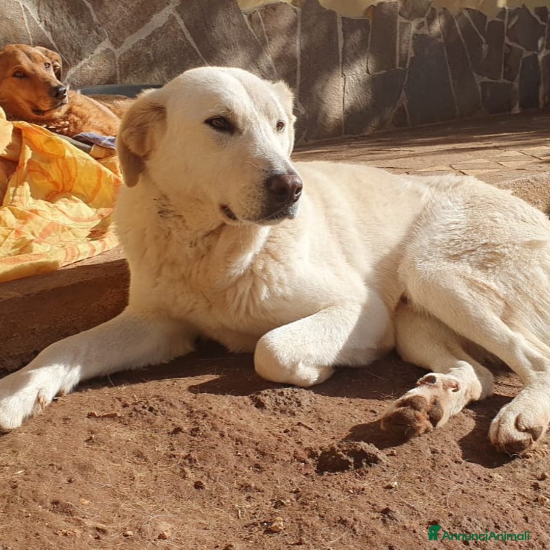 Meticcio cani in regalo: Ziguli' il timido cagnolino dal sorriso speciale  - Annuncio 6