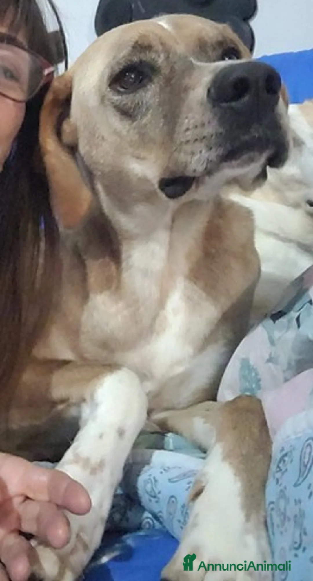 Meticcio cani in regalo: Dylan, splendido meticcio a Città metropolitana di Milano - Annuncio 4