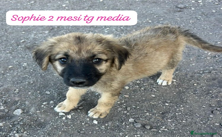 Meticcio cani a Provincia di Alessandria - Annuncio 2