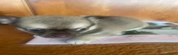 Chihuahua cani in vendita: Cuccioli di Chihuahua - Annuncio 2