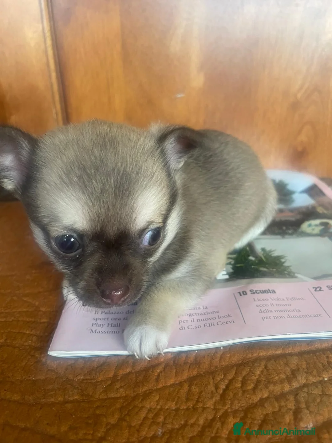 Chihuahua cani in vendita: Cuccioli di Chihuahua - Annuncio 2
