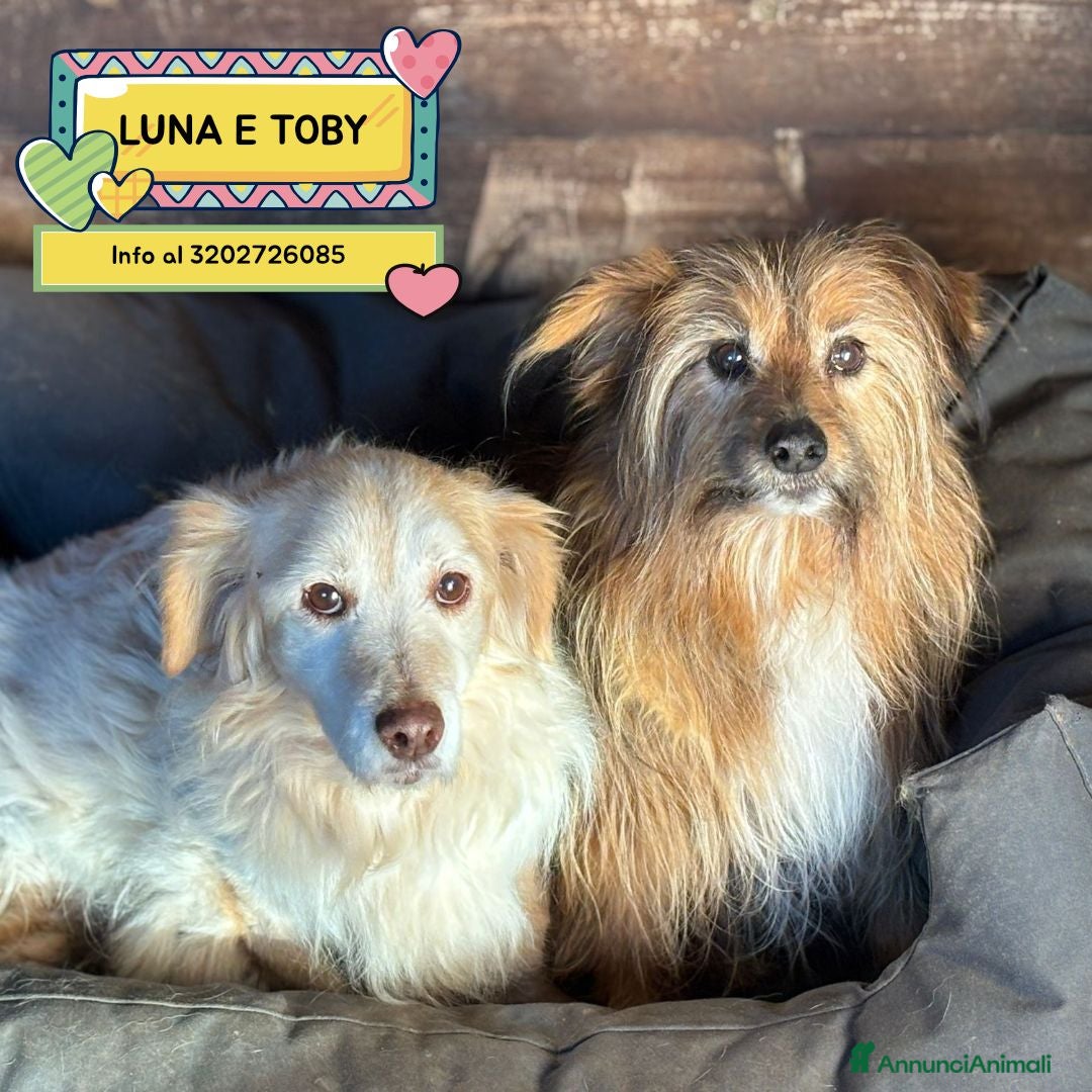 Meticcio cani Luna e Toby dolci cagnolini in adozione a Latina - Annuncio 2