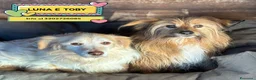 Meticcio cani in regalo: Luna e Toby dolci cagnolini in adozione a Latina - Annuncio 1