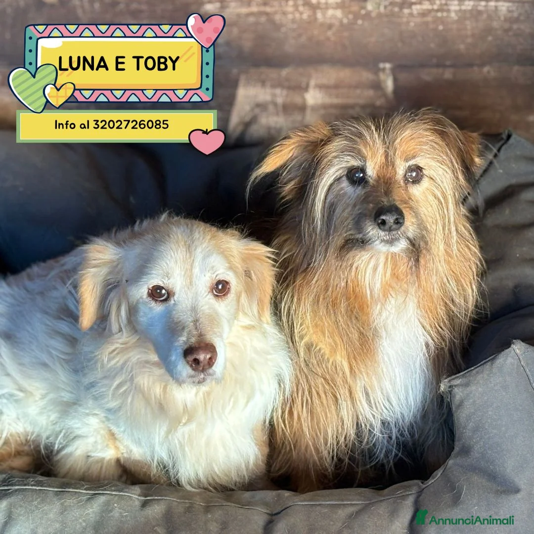 Meticcio cani in regalo: Luna e Toby dolci cagnolini in adozione a Latina - Annuncio 1