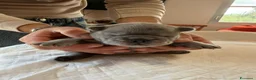 Bulldog Francese cani in vendita: bulldog francese  - Annuncio 11