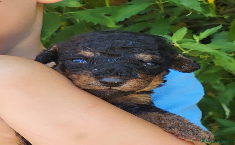 Barboncino cani a Città metropolitana di Milano - Annuncio 5
