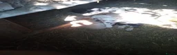 Meticcio cani in regalo: Regalo - Annuncio 3