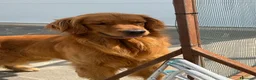 Golden Retriever cani in vendita: Cuccioli golden retriever  - Annuncio 3